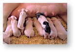 Piglets